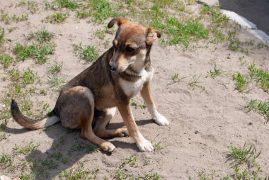 Yakından melez bir köpeğin portresi.
