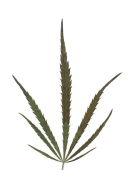Kenevir bitkisi beyaz arka planda izole edilmiş. Gerçekçi esrar yaprağı.