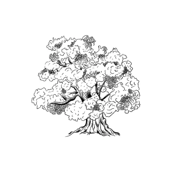 Sketsa Tinta Gambar Tangan Dari Pohon Ilustrasi Vektor Diisolasi Pada - Stok Vektor