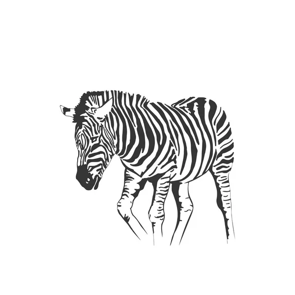 Vector Zebra Standing Isolated White Background Graphical Sketch Hand Drawn — Stock Vector