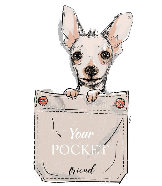 little dog in pocket