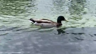 Doğa. Havuzda yüzen güzel ördek 