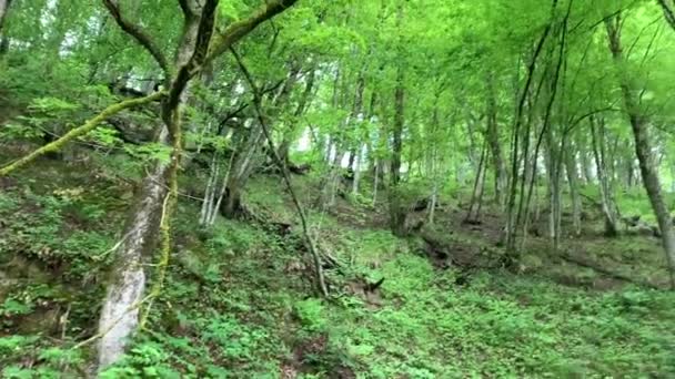 Natur Skog Fjällen Krasnaya Polyana Sotji Ryssland — Stockvideo