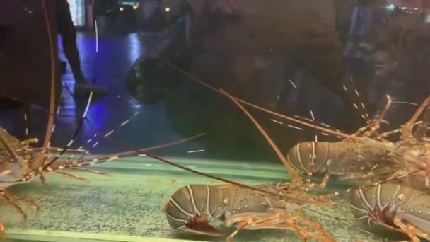 Natur Hummer Aquarium Thailand 2019 — Stockvideo