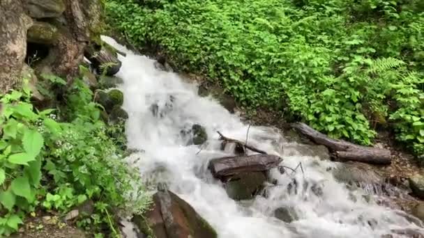 Φύση Ποτάμι Στα Βουνά Krasnaya Polyana Σότσι Ρωσία — Αρχείο Βίντεο