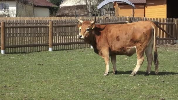 Brown Bull Bos Primigenius Taurus — Stock Video