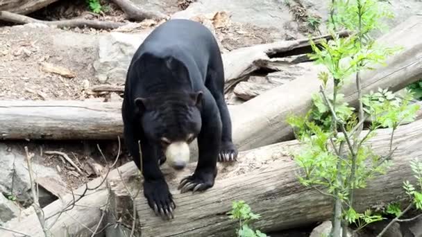 Mooie Kleinere Soort Beren Helarctos Malayanus — Stockvideo