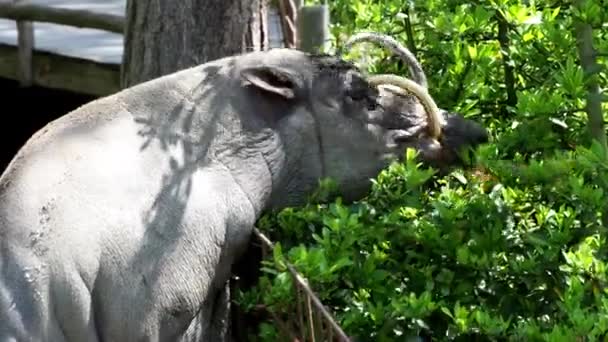 Een Close Van Een Sulawesi Babirusa Babyrousa Celebensis Voeding — Stockvideo