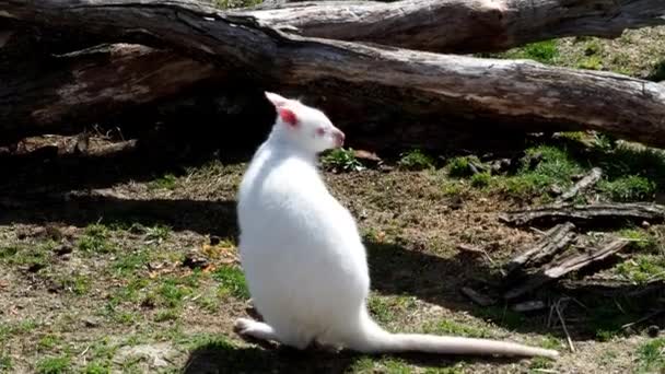 Close Wallaby Pescoço Vermelho Albino Branco Fêmea Canguru Macropus Rufogriseus — Vídeo de Stock