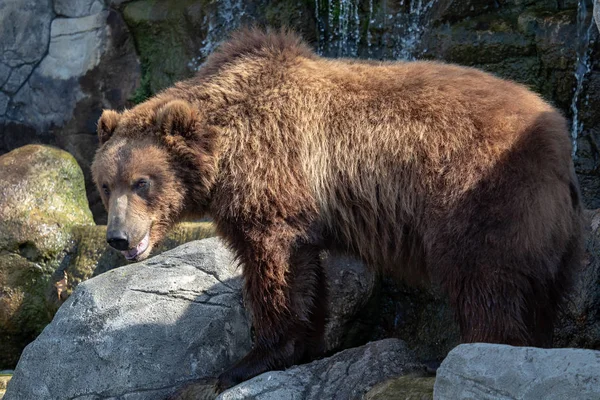 Πορτρέτο Της Καφέ Αρκούδας Ursus Arctos Beringianus Καμτσάτκα Καφέ Αρκούδα — Φωτογραφία Αρχείου