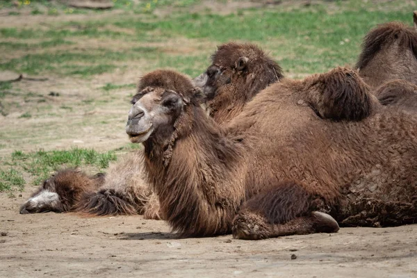 Camello Bactriano Camelus Bactrianus Descansando Suelo Dos Jorobas Camello Bactriano —  Fotos de Stock