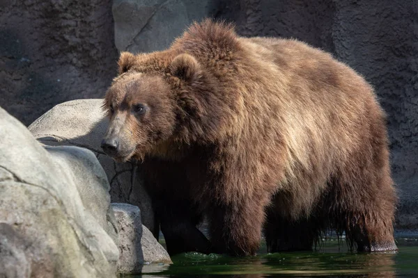 水のヒグマ ヒグマ Ursus Arctos Beringianus の肖像画 カムチャッカのヒグマ — ストック写真