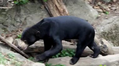 Helarctos malayanus. Daha küçük tür güzel bir ayı. 