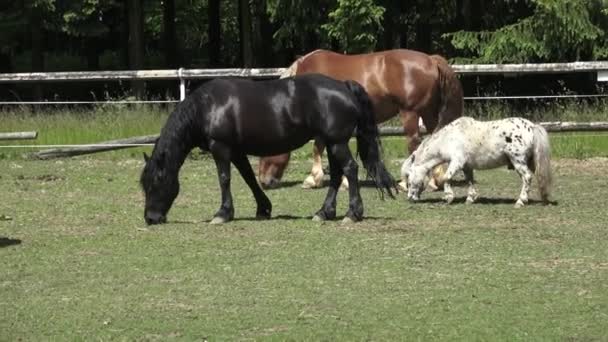 緑の牧草地に馬を放牧します 馬を食べることの肖像画 — ストック動画