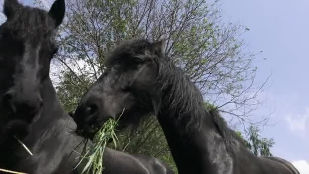 Portrait de cheval frison noir en gros plan. Tête de cheval noire. Portrait d'un cheval mangeant, nourrissant . 