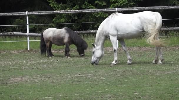 Άλογο Που Βόσκει Ένα Πράσινα Λιβάδια Πορτρέτο Του Ένα Άλογο — Αρχείο Βίντεο