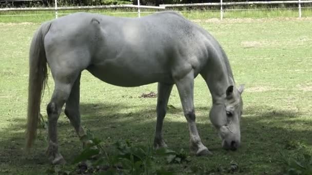 Cavalo Enrugado Prados Verdes Retrato Cavalo Comendo — Vídeo de Stock