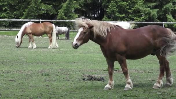 Cheval de pâturage sur une prairie verte. Portrait d'un cheval mangeant  