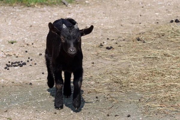 Zwarte Geit Capra Aegagrus Hircus Kameroen Geit — Stockfoto