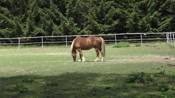 Άλογο Που Βόσκει Ένα Πράσινα Λιβάδια — Αρχείο Βίντεο