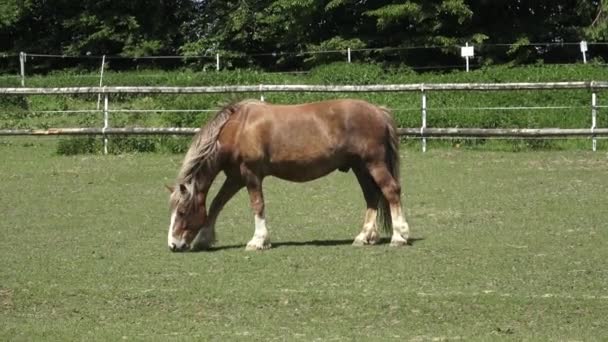 Cheval de pâturage sur une prairie verte 