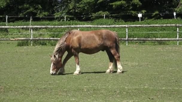 Grazing Caballo Verde Prados — Vídeo de stock