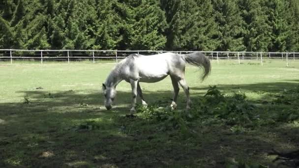 Grazende Paard Een Groene Weiden — Stockvideo