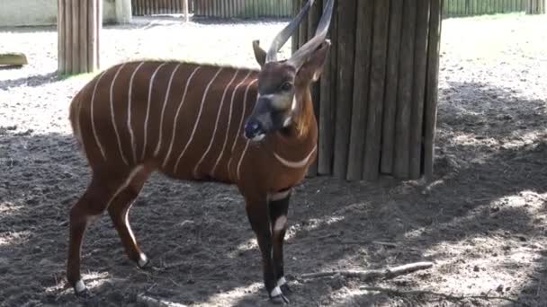 Antilopa Bongo Horský Tragelaphus Eurycerus Velmi Vzácné Zvíře — Stock video