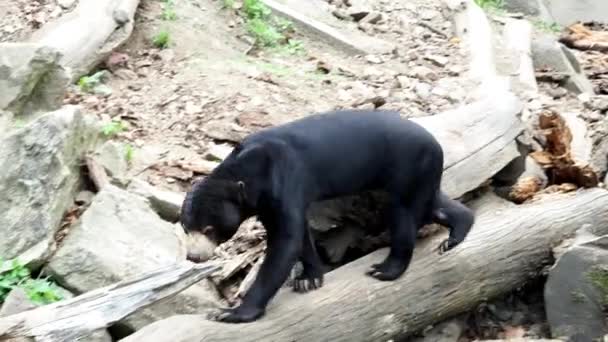 马来熊在自然栖息地 Helarctos Malayanus 稀有动物 — 图库视频影像