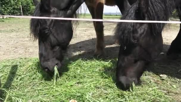 Cavalli Stanno Mangiando Erba Primo Piano Della Testa Cavallo — Video Stock