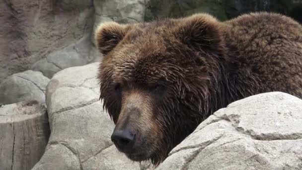 Retrato Urso Pardo Ursus Arctos Beringianus Urso Castanho Kamchatka — Vídeo de Stock