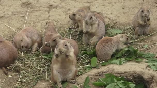 Una Pradera Perros Cynomys Ludovicianus Está Comiendo Hierba Seca — Vídeo de stock