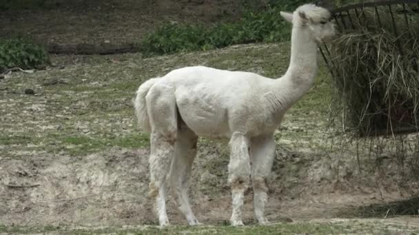 Alpaky Vicugna Pacos Domestikované Druhy Jižní Ameriky Camelid — Stock video