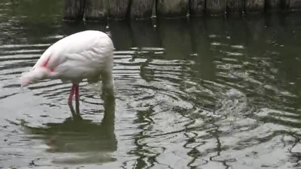 Rózsaszín Flamingó Phoenicopterus Roseus Vízben Élelmiszer Keres — Stock videók