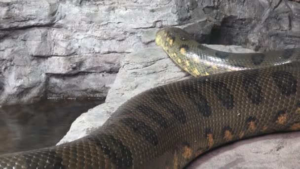 Anakonda Zielona Anakonda Zielona Portret Anaconda — Wideo stockowe