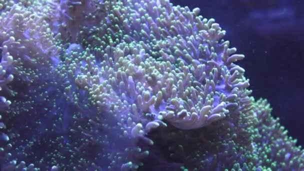 Pulsating Soft Coral Underwater World — Stock Video