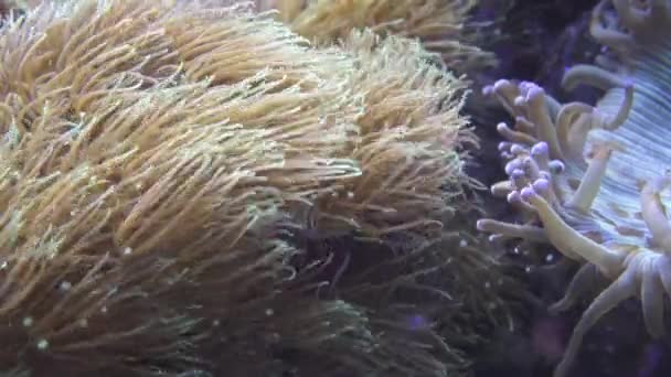 Kalp Gibi Atan Yumuşak Mercan Sualtı Dünyası — Stok video