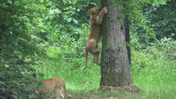 Een Schattige Jonge Leeuw Cub Klimmen Een Boom Lion Cub — Stockvideo