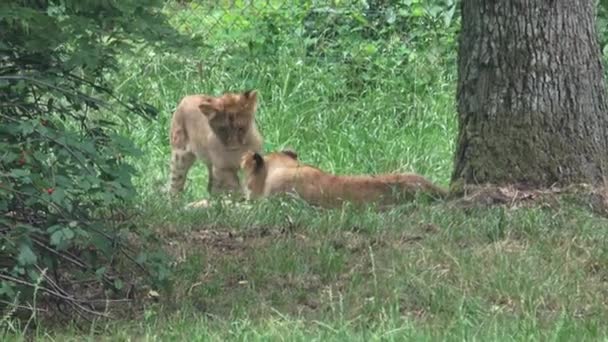 Twee Kleine Leeuwenwelpen Spelen Het Gras — Stockvideo