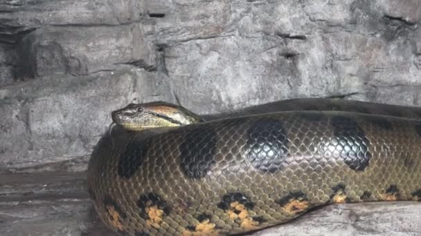 Groene Anaconda Eunectes Murinus Grote Anaconda — Stockvideo