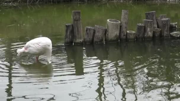 Flamingo Rosa Está Procura Comida Água Phoenicopterus Roseus — Vídeo de Stock