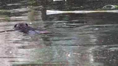 Bir su birikintisi yüzeyinde yüzme Castor canadensis