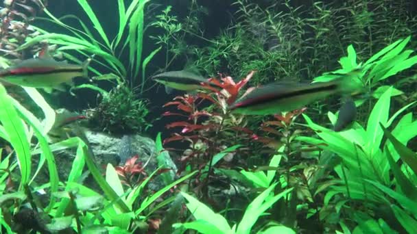 Green Beautiful Planted Tropical Freshwater Aquarium Fishes — Stock Video