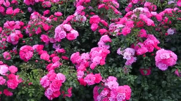 粉红色的玫瑰在公园里 花花园里有玫瑰 园林绿化 灌木玫瑰 美丽的玫瑰 春园红玫瑰植物 — 图库视频影像
