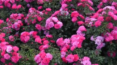 Pembe gül park, gül, peyzaj, çalı gül, çiçek Bahçe içinde güzel gül. Bahar bahçe bitki kırmızı gül.