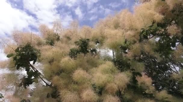 Tapa Rosada Esponjosa Árbol Flores Fondo Natural Aislado Cielo Azul — Vídeo de stock