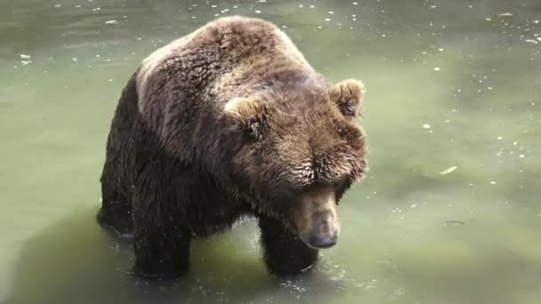 Бурый Медведь Воде Портрет Бурого Медведя Ursus Arctos Beringianus Камчатский — стоковое видео