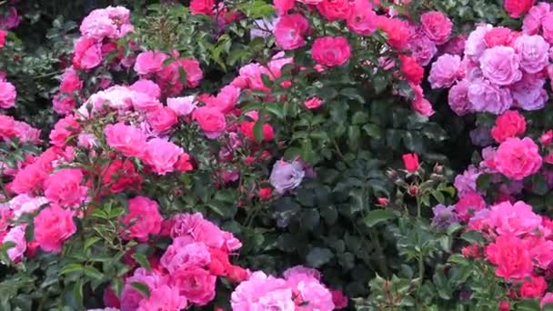 Roze Rozen Het Park Bloementuin Met Rozen Landschapsarchitectuur Struik Rose — Stockvideo