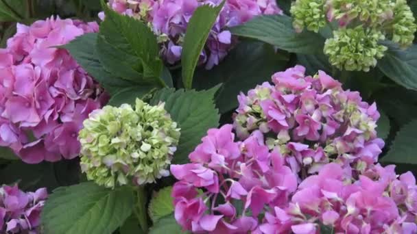 Hermosas Flores Belleza Naturaleza Hydrangea Macrophylla Hermoso Arbusto Flores Hortensias — Vídeos de Stock