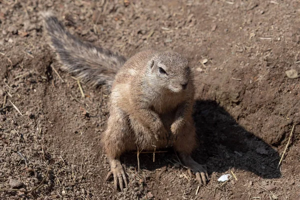 Single Cape Ground Squirrel Xerus Inauris Sitting Sandy Ground — Stock Photo, Image